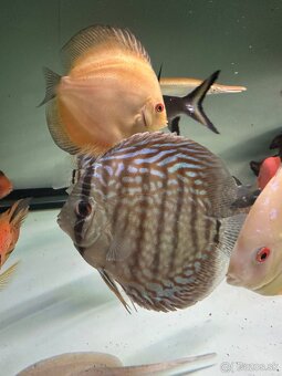 Discus, diskus - 3