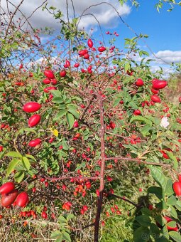 Šipkovy sirup na imunitu -čerstvé šípky - 3