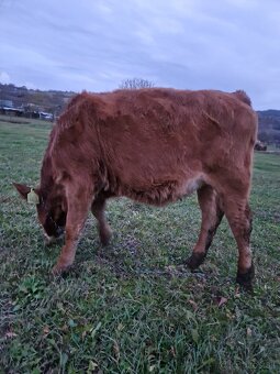 Predám jalovicku (jalovicu, teľa, býka, býčka ) za výhodnú - 3