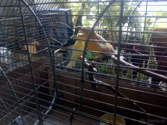 Kanáriky - 3