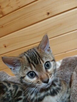 bengal bengalska macka bengalske maciatka - 3