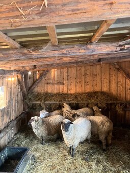 Cigaja berrichon - 3