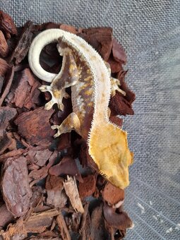 Pagekon riasnaty, ciliatus - 3