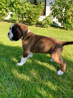 Nemecky boxer - 3