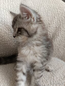 Predám mačiatko Maine coon - 3