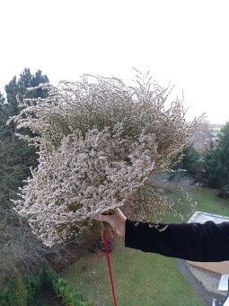 Sušena statica biela na vence 1kytica/8€ - 3