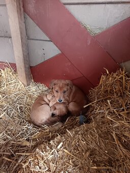 Darujem šteniatka - 3