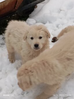 Zlatý retriever - 3