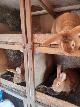 Burgundský králik-samice - 3