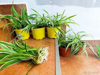 Ponúkam Zelenec, monstera minima, difenbachia - 3