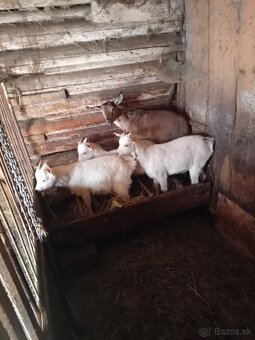 Predám  kozľatá. - 3