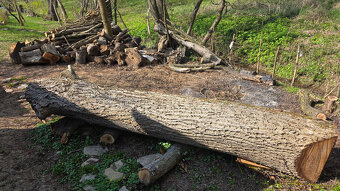 Orechový kmeň. - 3