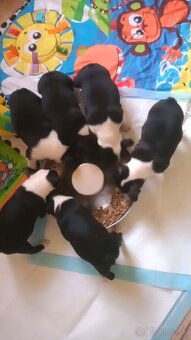 Boston,Boston Terrier,Bostonský teriér - 3
