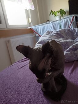 predám sphynx mačiatko - 3