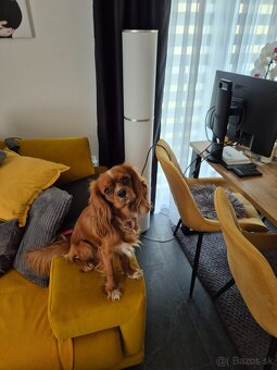 Cavalier king Charles spaniel - 3