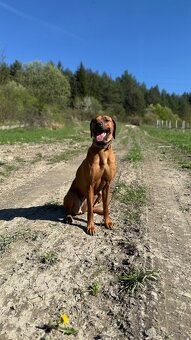 Predam rodezsky ridgeback, fenka - 3