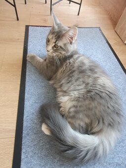 Maine coon - 3