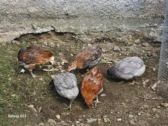 Predám nasadové vajíčka araucana - 3
