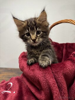 Mainská mývalia mačka / Maine Coon mačiatka - 3