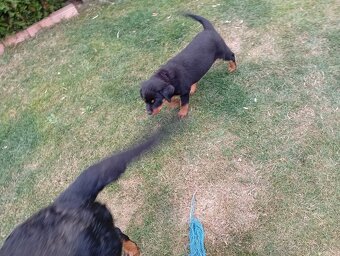 Rottweiler šteniatko - 3