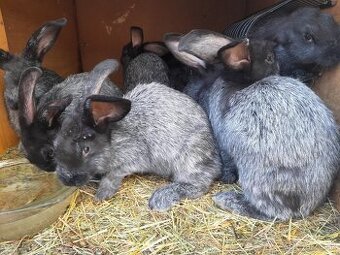 Mix hyla, kalifornský, vss - 3