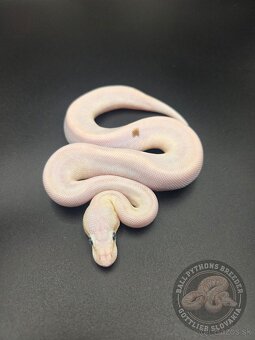 ❗️Nové ceny❗️Akvatera Košice - Ball Pythons- Python Regius - 3