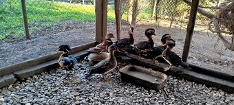 Predám Kačice Mandarinske - 3