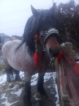 Predám-vymením ťažného žrebca - 3