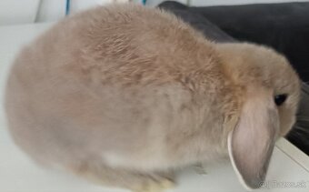Minilop mláďa hnedé - 3