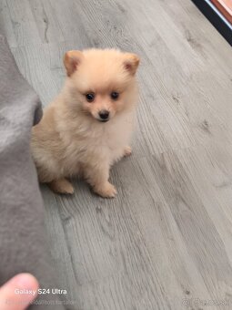 Pomeranian spic - 3