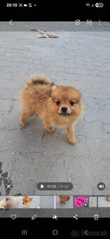 Pomeranian spic - 3