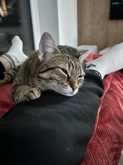 Luna Hľadá nový domov - 3
