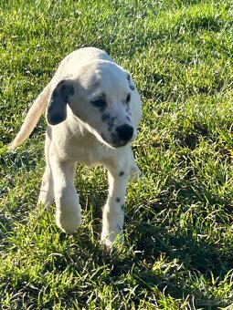 Darujem dve šteniatka - 3