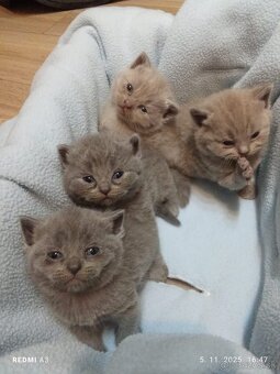 Britske maciatka - 3