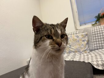 Murko si hľadá nový domov - 3