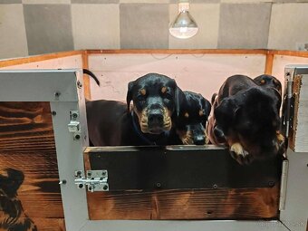 Doberman šteniatka na predaj XXL veľké plemeno - 3