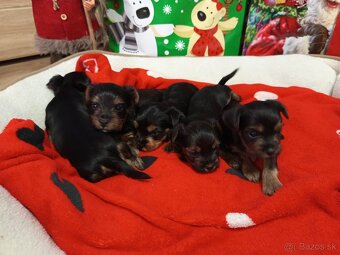 Yorkshirsky terier - 3