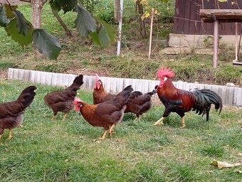 Vlaška jarabičia -leghorn brown - 3