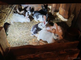 Predám králiky - 3