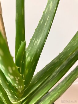 Aloe vera - 3