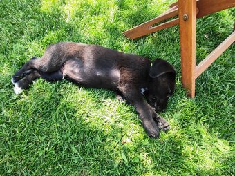 Labrador - Šteniatko psíka labradora - 3