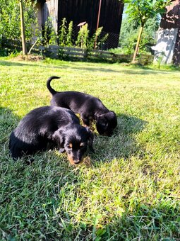 Jazvečík+mini Yorkshire kríženec - 3