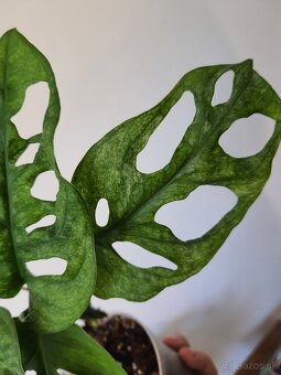 Monstera adansonii mint - 3