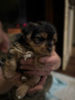 Yorkshire terrier - 3