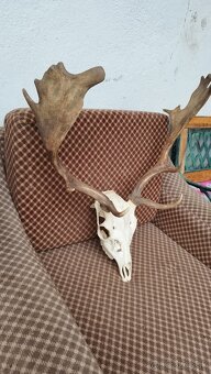 Predám trofej Daniela parožie zhody trofeje. - 3