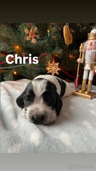 Anglický kokeršpaniel – šteniatka s PP - 3