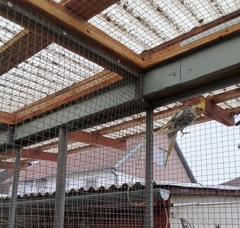 Korela a spevavý - 3