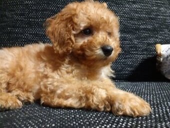 Cavapoo. - 3