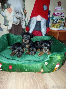 Yorkshirsky terier - 3