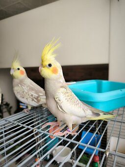 Korela chocholata straka - 3